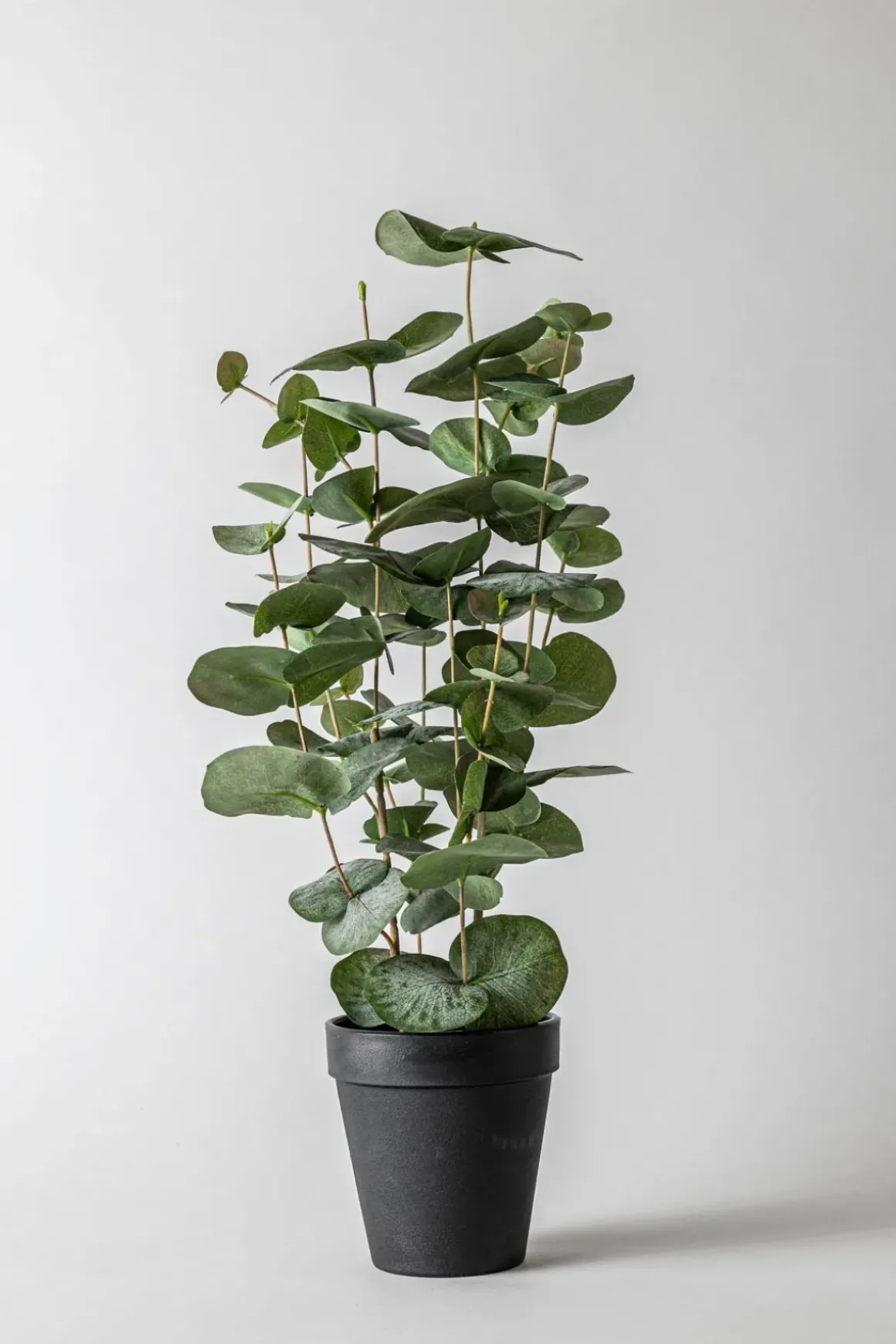Potteplante - Eucalyptus H55cm
