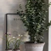 Potteplante - Eucalyptus H110cm
