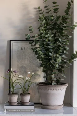 Potteplante - Eucalyptus H110cm