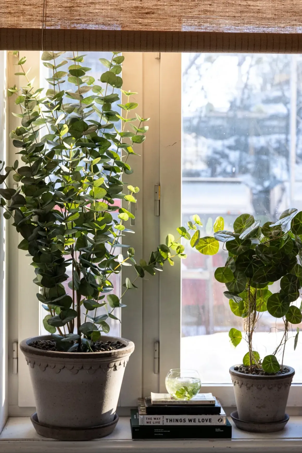 Potteplante - Eucalyptus H110cm