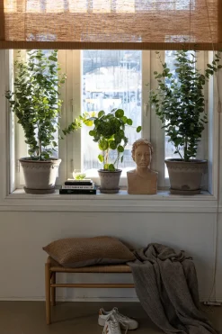 Potteplante - Eucalyptus H110cm