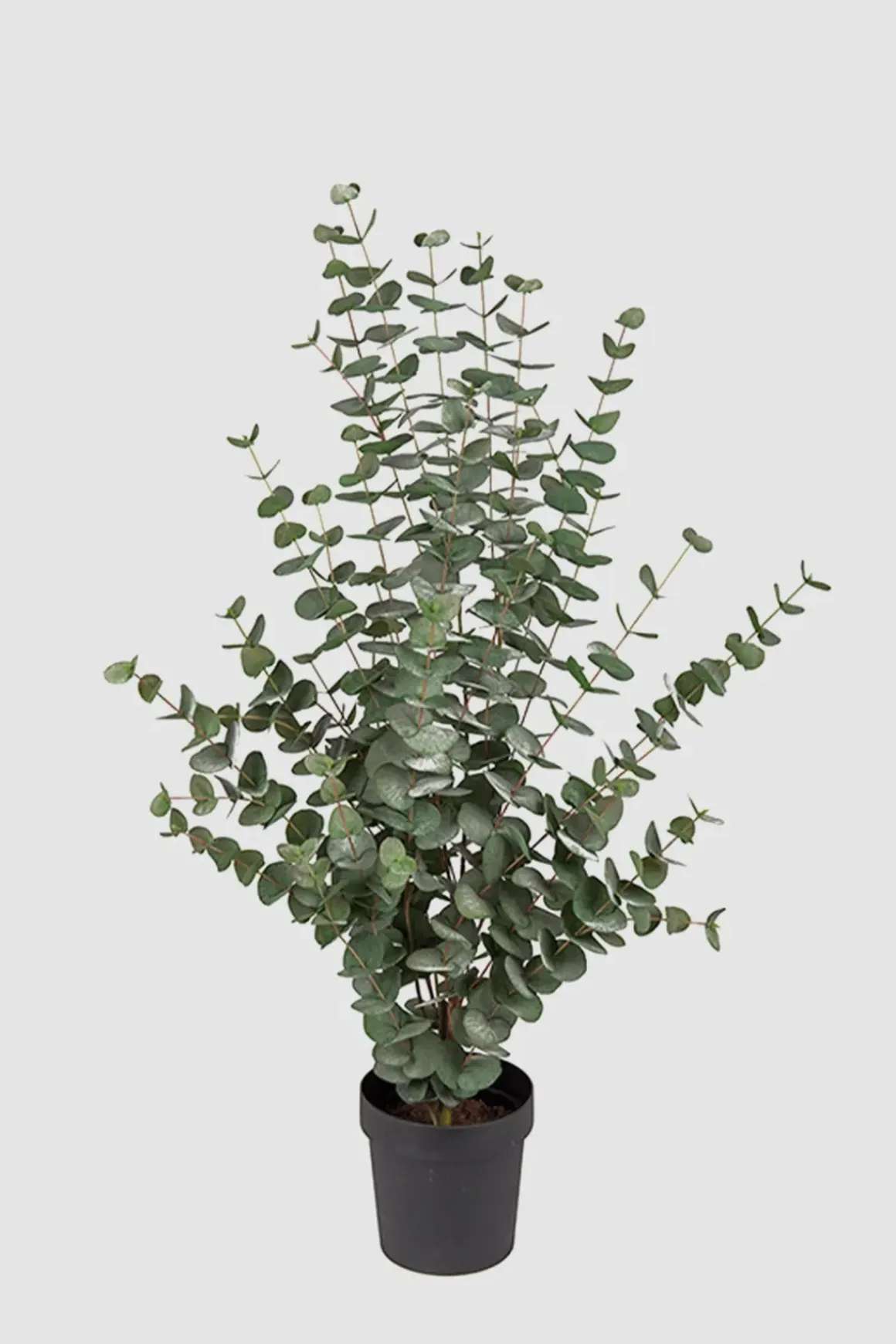 Potteplante - Eucalyptus H110cm