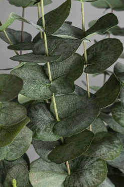 Potteplante - Eucalyptus H170cm