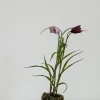 Potteplante - Frittilaria h30cm