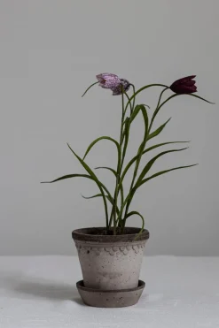 Potteplante - Frittilaria h30cm
