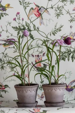 Potteplante - Frittilaria h30cm