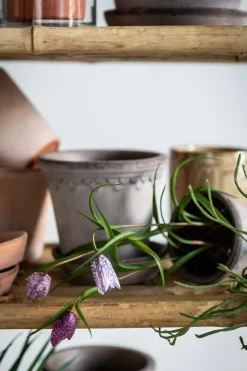 Potteplante - Frittilaria h30cm