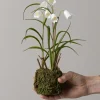 Potteplante - Frittillaria H25cm