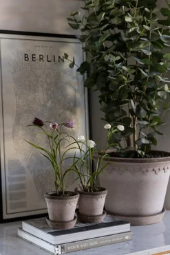 Potteplante - Frittillaria H25cm