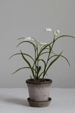 Potteplante - Frittillaria H25cm