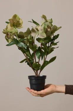 Potteplante - Helleborus  H35cm Rosa