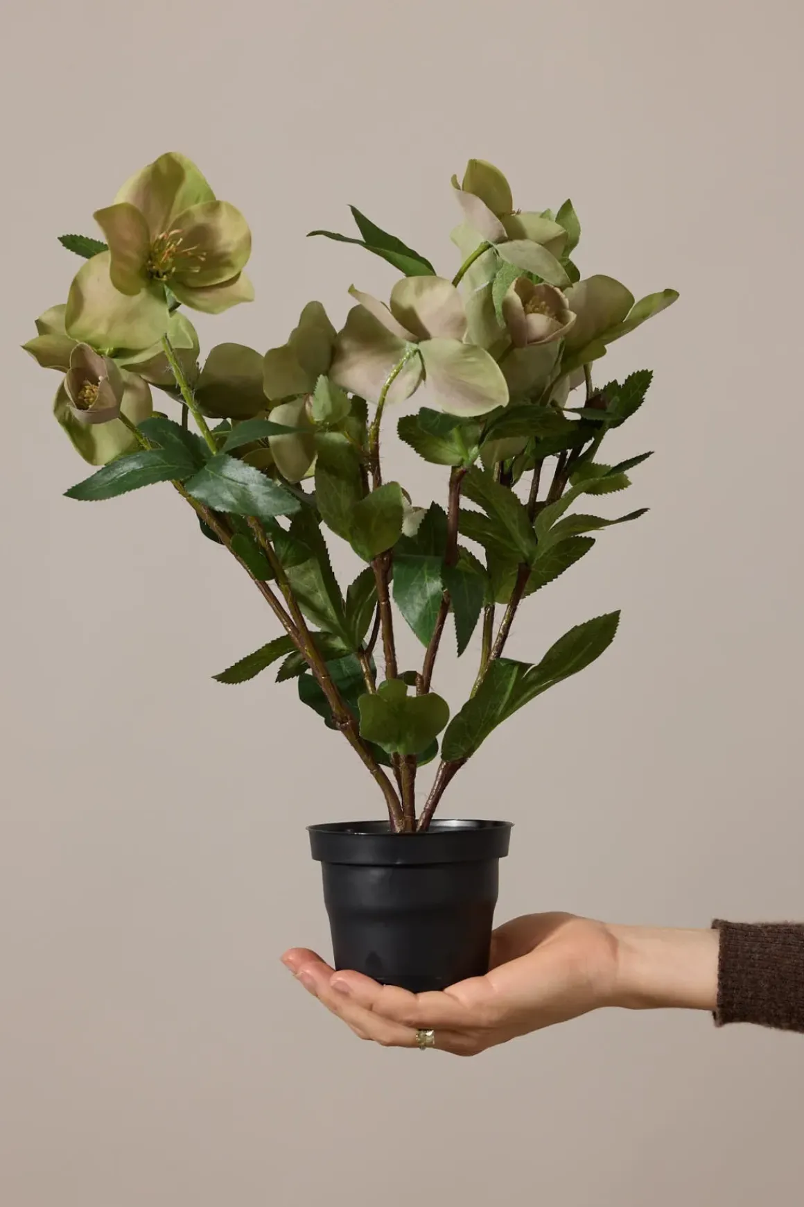 Potteplante - Helleborus H35cm Rosa