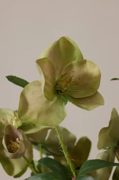 Potteplante - Helleborus  H35cm Rosa