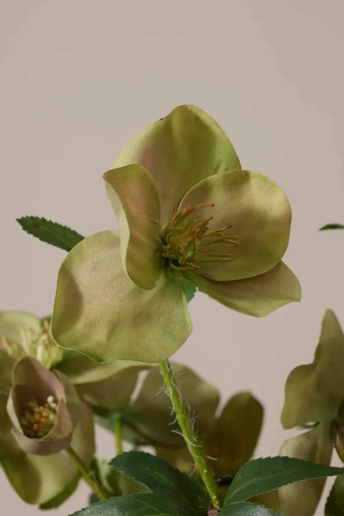 Potteplante - Helleborus H35cm Rosa