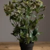 Potteplante - Helleborus H55cm