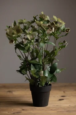 Potteplante - Helleborus H55cm
