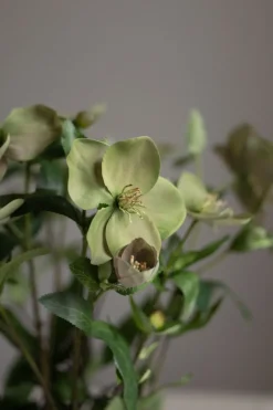 Potteplante - Helleborus H55cm