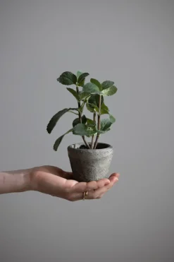 Potteplante - Krydder H20cm Mynte