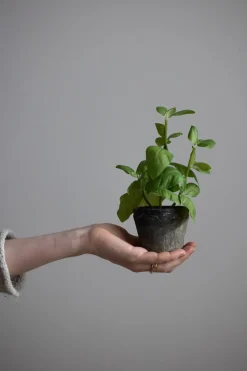 Potteplante - Krydder H20cm Basilikum