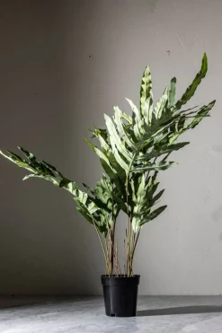 Potteplante - Ormbunke H75cm