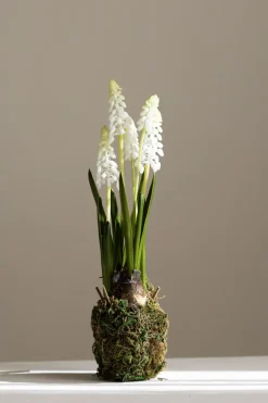 Potteplante - Perleblomst H25cm