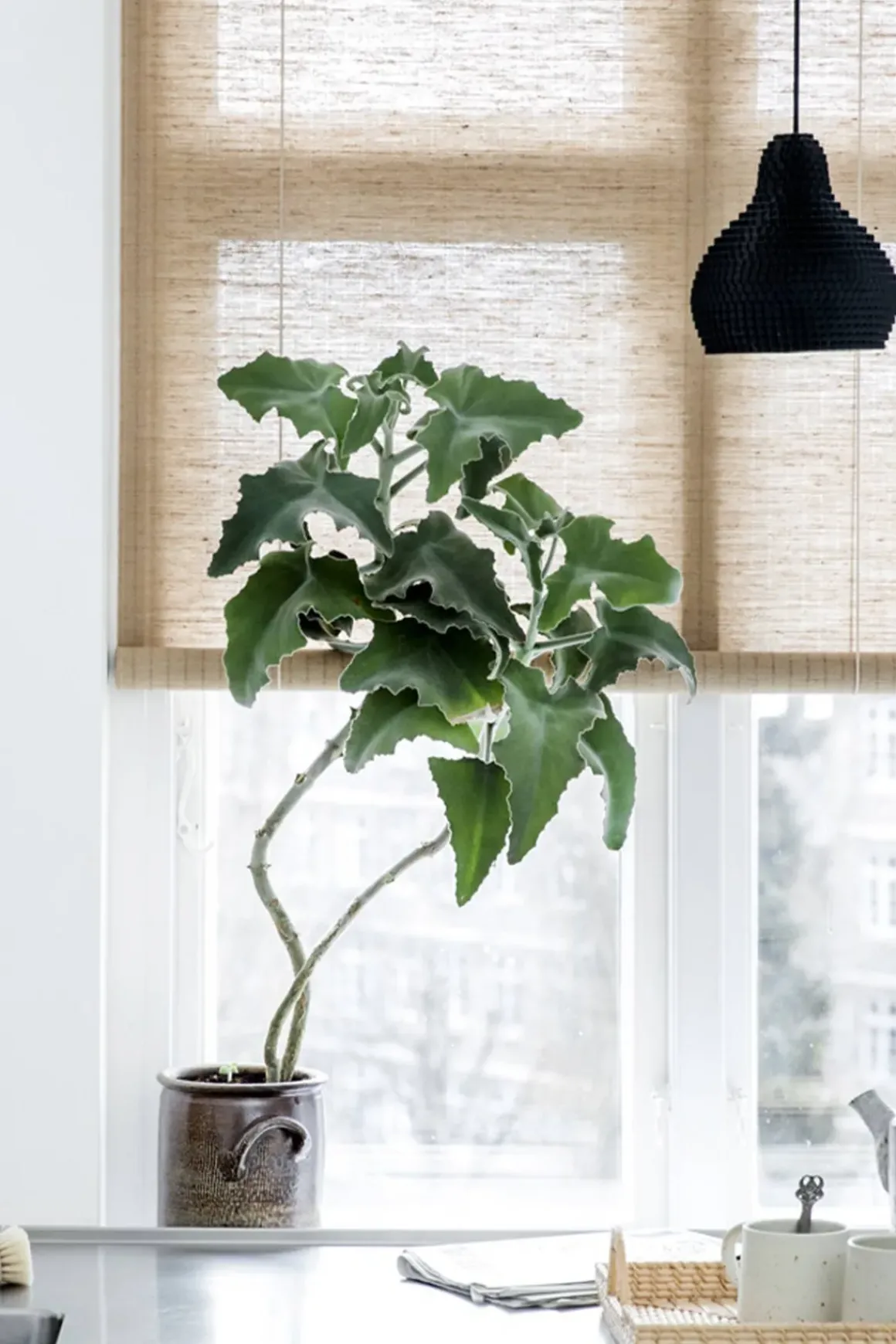 Rullegardin - Brun Plante