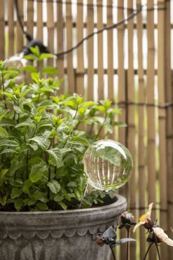 Selvvanningsglass - Olivia Rund  H26cm