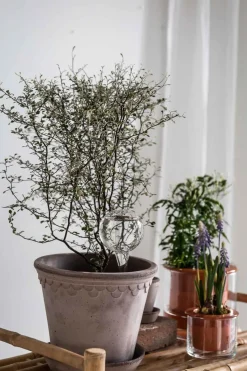 Selvvanningsglass - Olivia Rund  H26cm